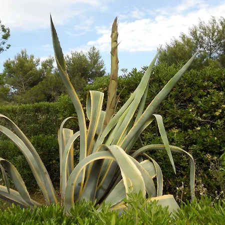 San Martino * גאליפולי